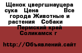 Щенок цвергшнауцера сука › Цена ­ 25 000 - Все города Животные и растения » Собаки   . Пермский край,Соликамск г.
